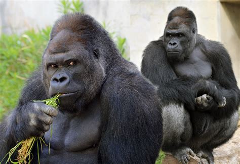 shabani the gorilla is so handsome japanese women are