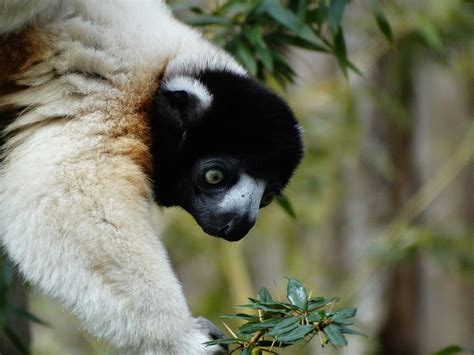 apenheul apeldoorn     tjaard polet primates panda bear animals animales