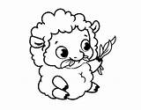 Sheep Baby Coloring Coloringcrew sketch template