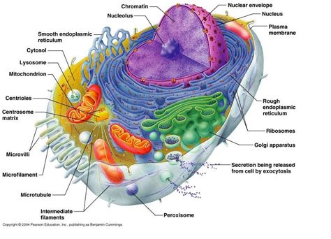cell structure biology  journal