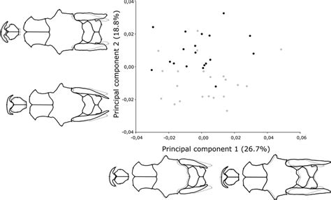 Principal Component Analysis Of Size Corrected Symmetric Component Of