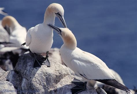 gannet pair mutual preening photo wp