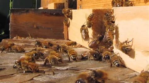 drones expelled  honey bee hive mudsongsorg youtube