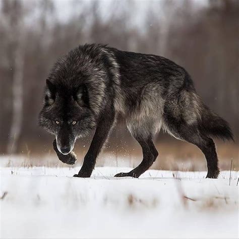 winter wolf beamazed