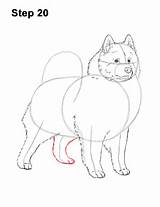 Draw Samoyed Dog Step sketch template