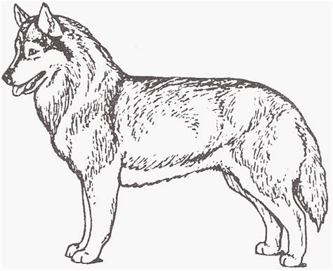 husky dog coloring page franklin morrisons coloring pages