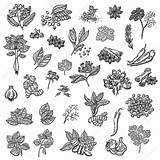 Spices Herbs Vector Vintage Drawing Spice Different Natural Kitchen Hand Illustration Sketches Collection Large Stock Compilation Drawn Style Food Getdrawings sketch template