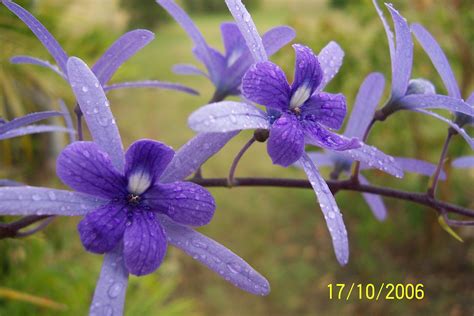 purple climbing vine qld climbing vines australia gardening yard