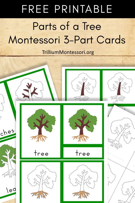 parts   tree  montessori printable