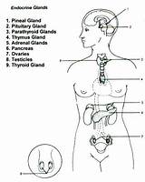 Endocrine Worksheet Glands Physiology Anatomy Hormones sketch template