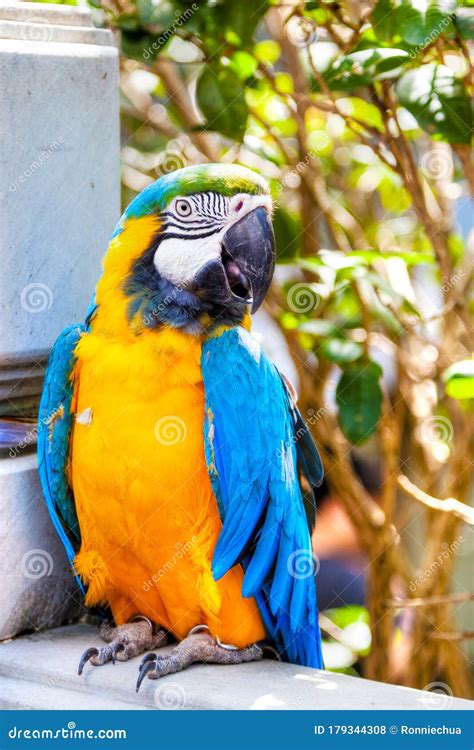 macaw parrot  sale  yuen po street bird garden  kowloon hong kong stock photo image