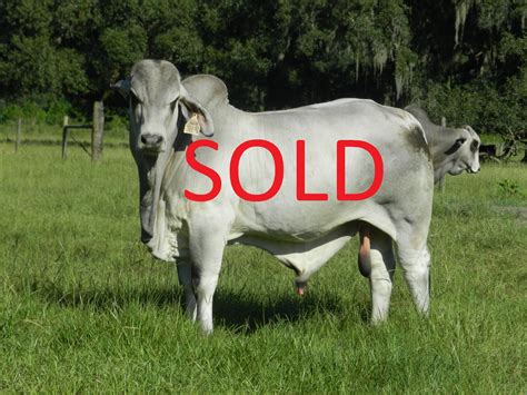 Brahman Sale Cattle Grand Bar Ranch Located In Florida