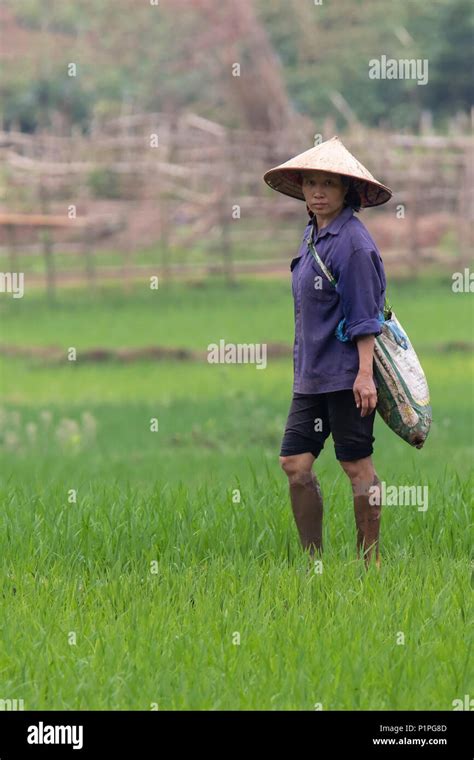 Female Worker Wearing A Conical Hat Standing In The Rice Paddy Fields