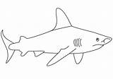 Shark Coloring Blacktip sketch template