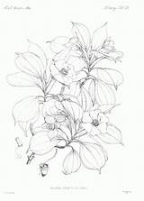 Botany sketch template