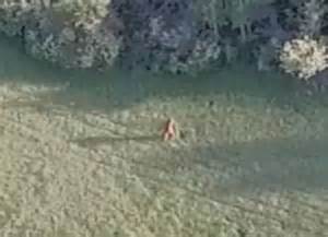 idaho drone bigfoot footage breakdown crypto sightings