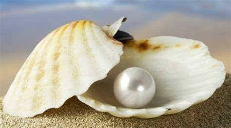 navayuva lovable pearls