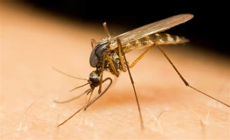 allergischer schock nach insektenstich erforderte suchaktion rohrbach