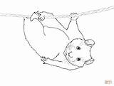 Hamster Coloring Pages Cute Hanging Rope Realistic Hamsters Dwarf Drawing Printable Color Getdrawings Getcolorings sketch template