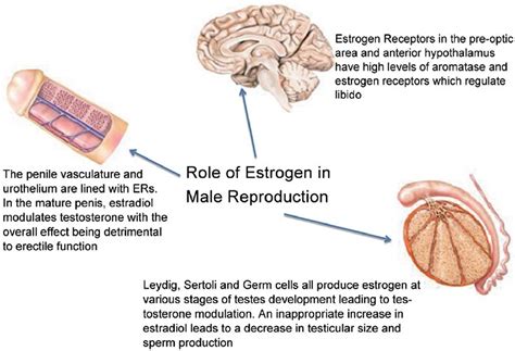 estradiol function normal estradiol levels  test dosage side effects
