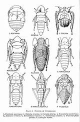 Leafhopper Immature Cicadellidae Family Nymphs Nymph sketch template
