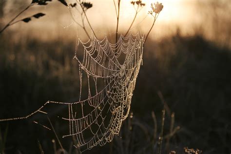 cobweb  photo  freeimages