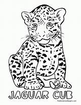 Coloring Pages Jaguar Animal Jungle Animals Drawing Cheetah Cub Land Jacksonville Jaguars Outline Print Printable Drawings Color Baby Simple Colouring sketch template