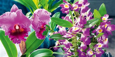 orchidee fiorite  casa  inverno tipologie da scegliere cose  casa
