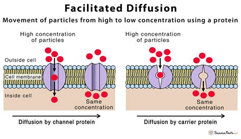 types  diffusion  cell membrane