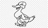 Mewarnai Hewan Bebek Duckling Buku sketch template