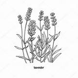 Lavender Drawing Flowers Vector Flower Clipart Illustration Vintage Background Line Illustrations Sprig Stock Isolated Engraving Style Whitish Clip Vectors Clipground sketch template