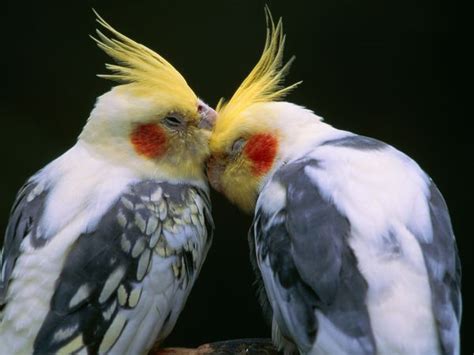 Love Birds Pregnancy Period Captions Energy