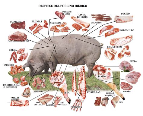 el despiece del cerdo  la calidad de sus cortes de carne proyectos  construir