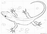 Lizard Coloring Drawing Pages Draw Gecko Skink Realistic Lizards Printable Step Tutorials Reptiles Drawings Una Frilled Getdrawings Horned Small Supercoloring sketch template