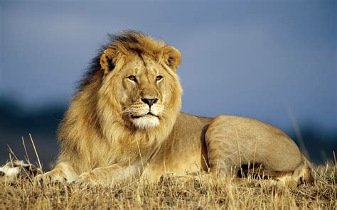 beautiful wallpapers   big lion high definition animals wallpapers