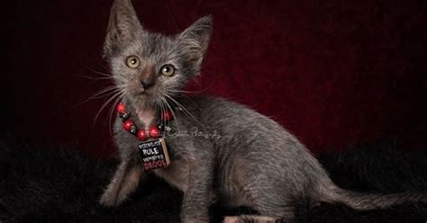 Werewolf Kittens Are Real And You Already Want One Kittens And