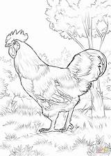Coloring Rooster Pages Rhode Island Red Printable Drawing Outline Chicken Lizard Horned Color Pheasant Adults Print Bird Hen Colouring Adult sketch template