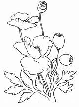 Coloring Poppy Drawing Pages Lovely Comments Choose Board sketch template