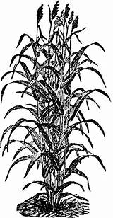 Sorghum Clipart Plant Cane Sugar Corn Etc Gif Resembling Closely Broom Related sketch template