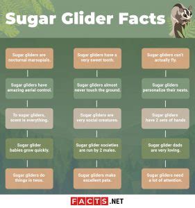 top  sugar glider facts diet lifespan  factsnet