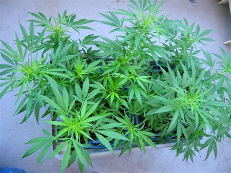 grow marijuana outdoors stoner