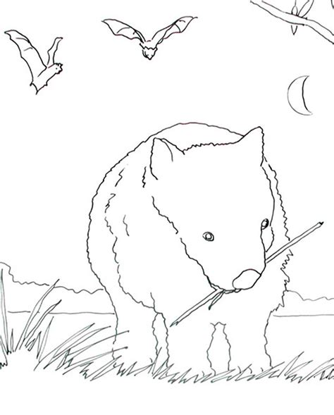 caroline arnold art  books wombat coloring page