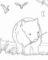 Wombat Coloring Arnold Caroline Books Drawing Designlooter Getdrawings 25kb sketch template