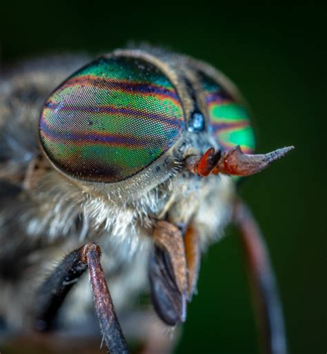 horsefly bites symptoms treatments prevention  exterminators