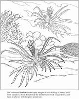 Coloring Sea Grass Pages Designlooter Dover Publications Doverpublications Plants 17kb Template sketch template