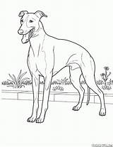 Colorkid Galgo sketch template