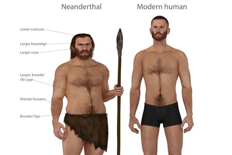det betyr homo sapiens sex med neandertalere for deg