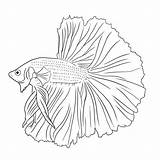 Betta Siamese Coloring sketch template