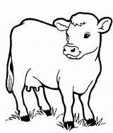 Coloring Pages Animal Animals Preschoolers Print Farm sketch template