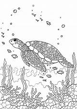 Turtle Fish Eckersleys Coloringfolder sketch template